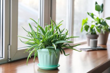 Pencerenin pervazında yeşil aloe vera bitkisi