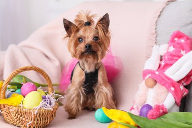 Paskalya yumurtaları, çiçekler ve kanepede oyuncakları olan sevimli küçük bir köpek.