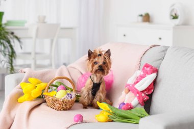 Paskalya yumurtaları, çiçekler ve kanepede oyuncakları olan sevimli küçük bir köpek.