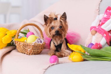 Paskalya yumurtaları, çiçekler ve kanepede oyuncakları olan sevimli küçük bir köpek.