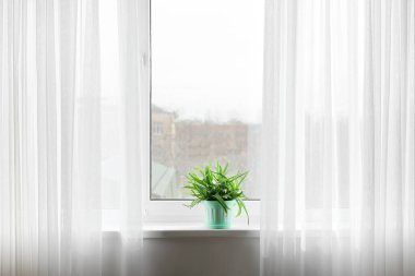 Pencere pervazında yeşil aloe vera saksısı