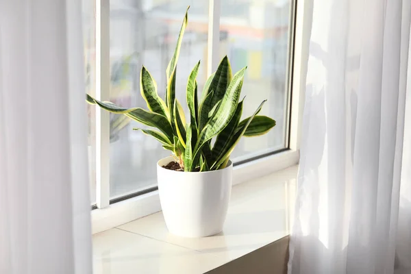 Pot Green Houseplant Window Sill — Stock Photo, Image