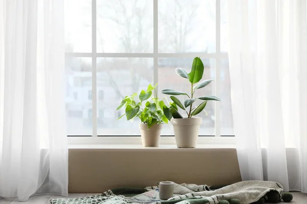 Зеленые Растения Подоконнике — стоковое фото