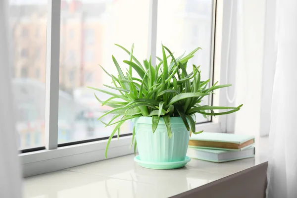 Pot Green Aloe Vera Houseplant Books Window Sill — Stock Photo, Image