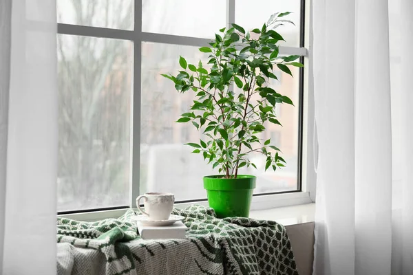 Зеленое Домашнее Растение Чашка Чая Книга Идиот Подоконнике — стоковое фото