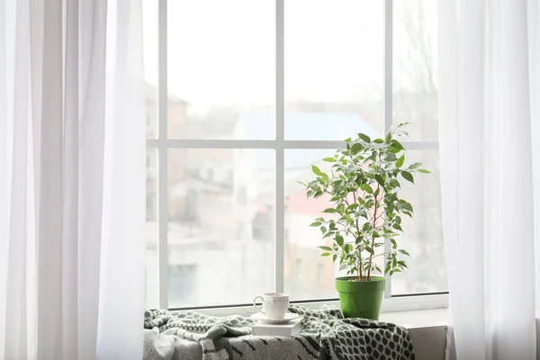 Green Houseplant Cup Tea Book Plaid Window Sill — Stock Photo, Image