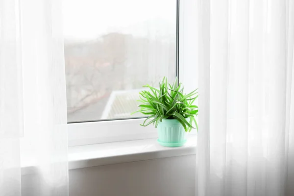 Pot Green Aloe Vera Houseplant Window Sill — Stock Photo, Image
