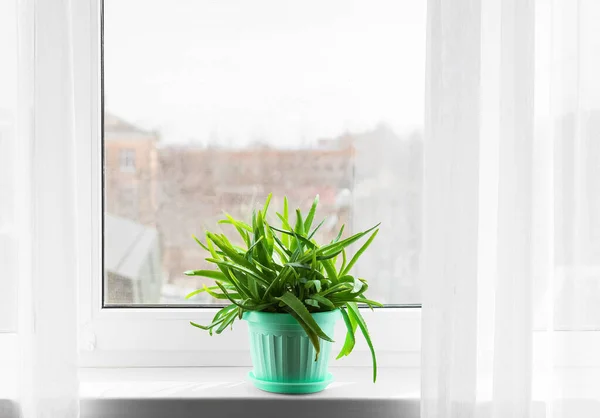 Maceta Con Aloe Vera Verde Alféizar Ventana — Foto de Stock