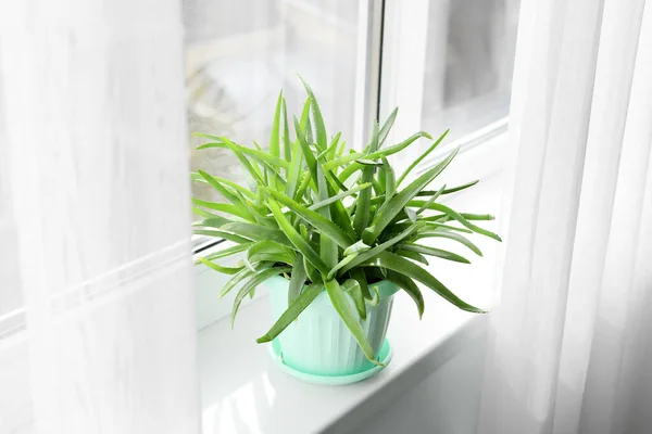 Pot Green Aloe Vera Houseplant Window Sill — Stock Photo, Image