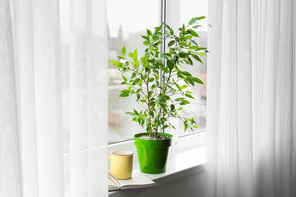 Grüne Zimmerpflanze Tasse Tee Und Buch Auf Der Fensterbank — Stockfoto