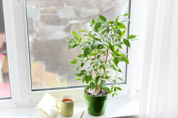 Green Houseplant Cup Tea Book Window Sill — Stock Photo, Image