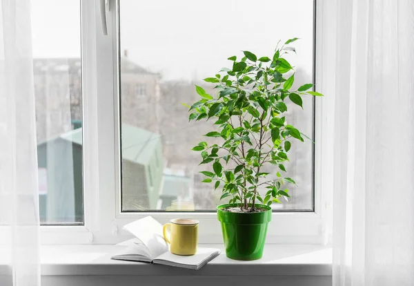 Green Houseplant Cup Tea Book Window Sill — Stock Photo, Image