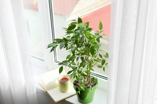 Зеленое Домашнее Растение Чашка Чая Книга Подоконнике — стоковое фото