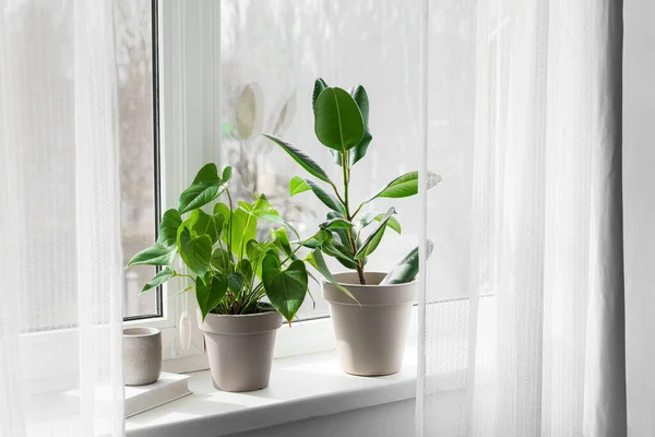 Plantes Intérieur Vertes Livre Bougie Sur Rebord Fenêtre — Photo