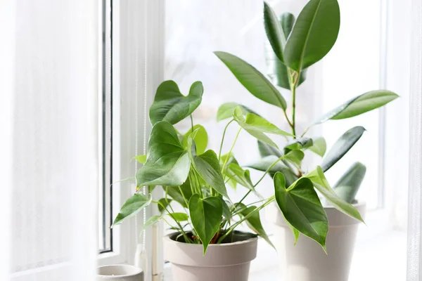 Green Houseplants Window Sill — Stock Photo, Image