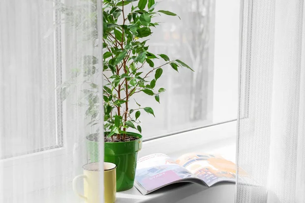 Green Houseplant Cup Tea Magazine Window Sill — Stock Photo, Image