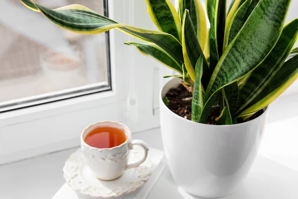 Pot Green Houseplant Cup Tea Window Sill — Stock Photo, Image