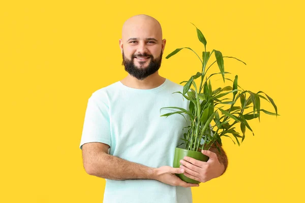 光秃秃的男人 有彩色背景的家庭植物 — 图库照片