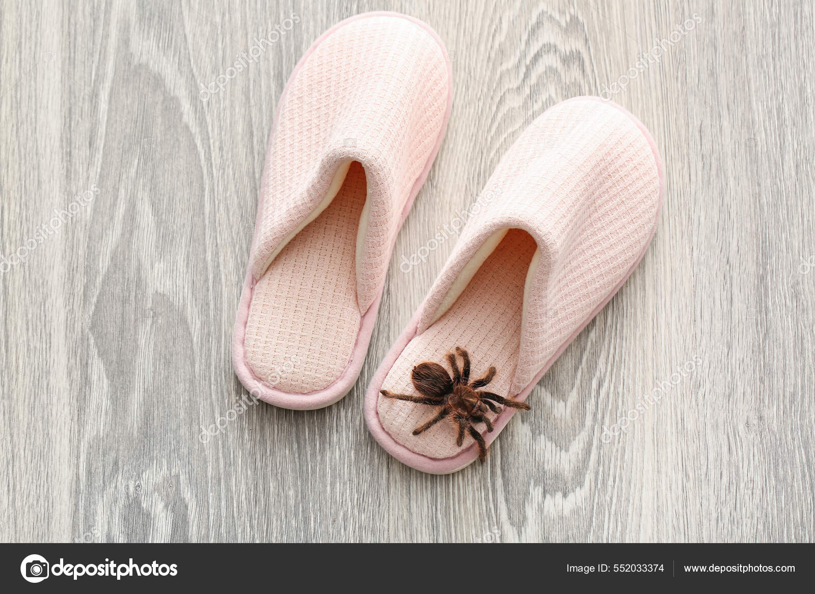 Tarantula slippers sales