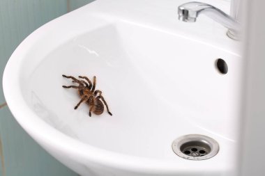 Banyoda lavaboda korkunç tarantula örümceği