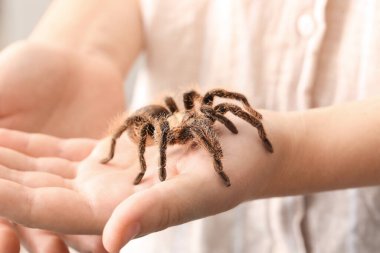 Korkunç tarantula örümceği olan kadın eller, yakın plan.