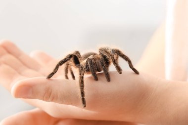 Odada korkunç tarantula örümceği olan kadın eller, yakın plan.