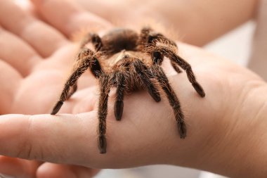 Korkunç tarantula örümceği olan kadın eller, yakın plan.