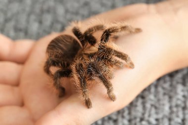 Odada korkunç tarantula örümceği olan kadın eli, yakın plan.