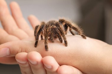Korkunç tarantula örümceği olan kadın eller, yakın plan.