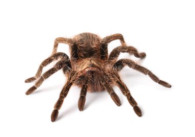 Beyaz arka planda korkunç tarantula örümceği