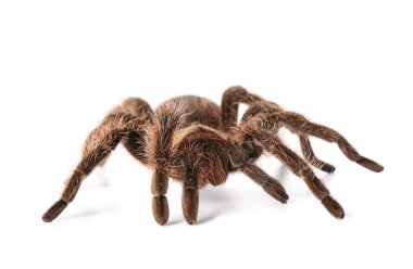 Beyaz arka planda korkunç tarantula örümceği