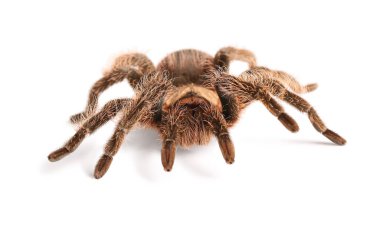 Beyaz arka planda korkunç tarantula örümceği