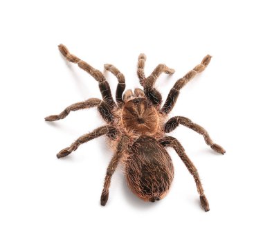 Beyaz arka planda korkunç tarantula örümceği