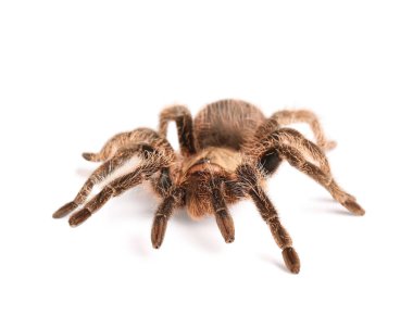 Beyaz arka planda korkunç tarantula örümceği