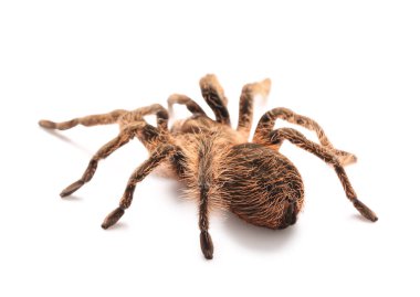 Beyaz arka planda korkunç tarantula örümceği