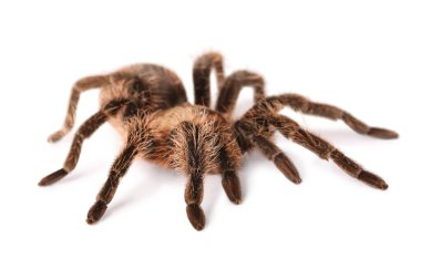 Beyaz arka planda korkunç tarantula örümceği
