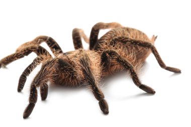 Beyaz arka planda korkunç tarantula örümceği