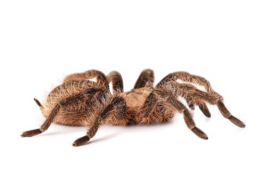 Beyaz arka planda korkunç tarantula örümceği
