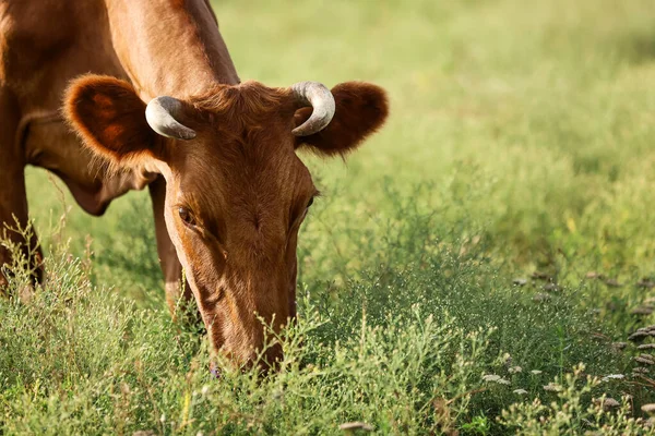Vaca Marrón Pastando Pastizales Verdes — Foto de Stock