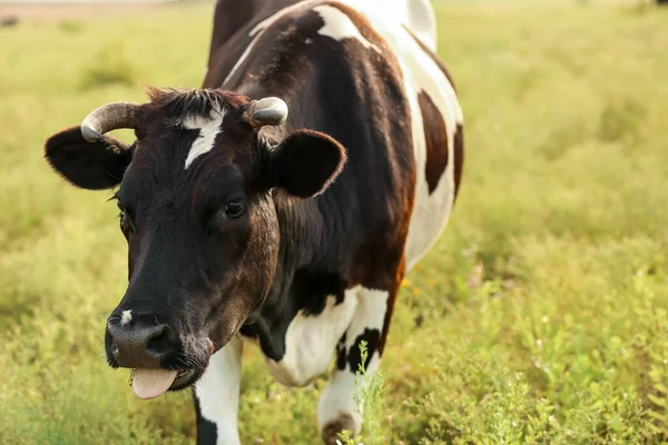 Vaca Negra Blanca Pastando Pastizales Verdes — Foto de Stock