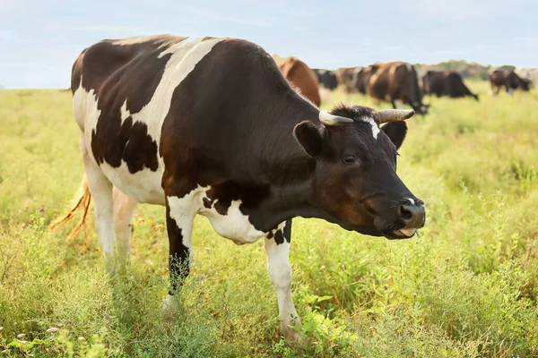 Vaca Negra Blanca Pastando Pastizales Verdes — Foto de Stock