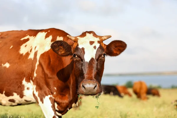 Vaca Marrón Blanca Pastando Pasto Primer Plano — Foto de Stock