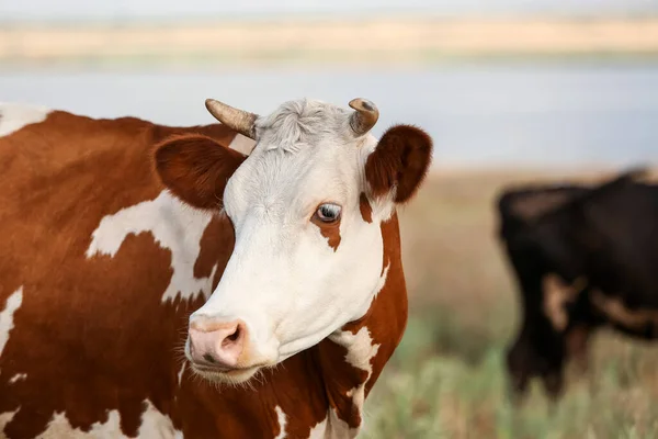 Vaca Marrón Blanca Pasto Primer Plano — Foto de Stock