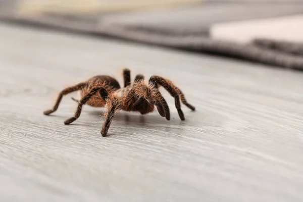 Araña Tarántula Miedo Suelo Habitación Primer Plano — Foto de Stock