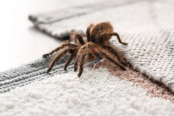 Τρομακτική Αράχνη Ταραντούλα Στο Χαλί Κοντινό Πλάνο — Φωτογραφία Αρχείου