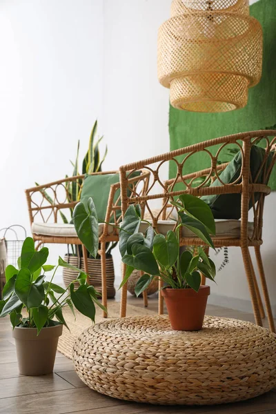 Pouf Rotin Plantes Intérieur Dans Salon Élégant — Photo