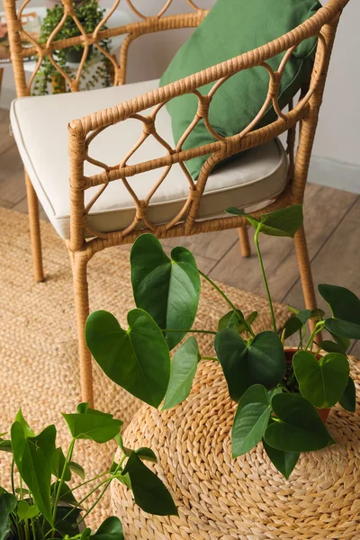 Green Houseplant Rattan Pouf Living Room — Stock Photo, Image