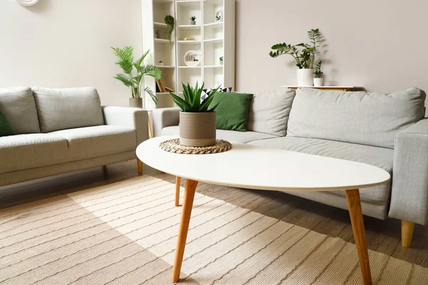 Coffee Table Houseplant Light Living Room — Stock Photo, Image