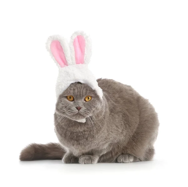 Cute Scottish Fold Cat Bunny Ears White Background — Stock Photo, Image