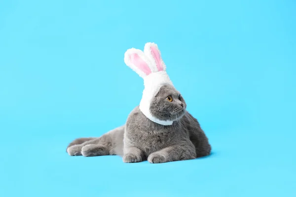 Cute Scottish Fold Cat Bunny Ears Blue Background — Stock Photo, Image